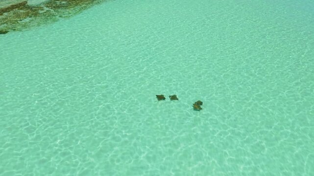 Aerial view of stingrays gracefully swimming in the turquoise sea water, creating patterns of light and shadow in the sea, La Paz, Baja California Sur, Mexico.