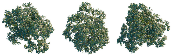 Eucommia ulmoides tree plan, top view, cutout, transparent background, isolate, Realistic detailed 3d model of a tropical green palm tree with fronds and trunk, png