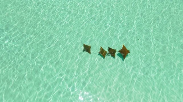 Aerial view of four stingrays swimming in crystal-clear turquoise water, their shadows dancing on the sandy seabed, Sea of Cortez, La Paz, Mexico.