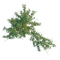 Obraz premium Gleditsia triacanthos tree plan, top view, cutout, transparent background, isolate, Detailed Close-Up of Lush Green Foliage with Intricate Leaf Structure and Delicate Details