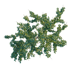 Fototapeta premium Maclura pomifera tree plan, top view, cutout, transparent background, isolate, Lush Green Ivy Vine Branch, Detailed Natural Texture, Perfect for Botanical Designs