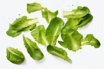 Obraz premium Green crisp romaine lettuce leaves falling freely on a white background