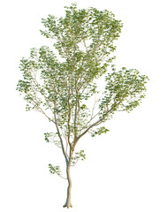 Acer negundo tree, elevation, front view, cutout, transparent background, isolate, Detailed close-up of a vibrant green leafy tree branch, perfect for nature backgrounds