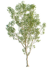 Obraz premium Acer negundo tree, elevation, front view, cutout, transparent background, isolate, Detailed close-up of a lush green tree with vibrant foliage, perfect for nature backgrounds