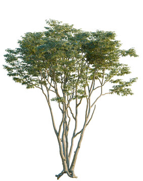 Acer palmatum tree, elevation, front view, cutout, transparent background, isolate, Ficus microcarpa, also known as the dwarf ficus, is a popular houseplant, png