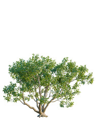 Obraz premium Chitalpa tashkentensis tree, elevation, front view, cutout, transparent background, isolate, Detailed close-up of a lush green tree trunk with roots, vibrant nature photography