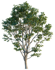 Obraz premium Eucommia ulmoides tree, elevation, front view, cutout, transparent background, isolate, Detailed Banyan Tree Branch with Lush Green Leaves, Perfect for Botanical or Nature Designs