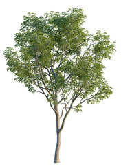 Fototapeta premium Styphnolobium japonicum tree, elevation, front view, cutout, transparent background, isolate, Detailed close-up of a vibrant green maple leaf, perfect for botanical and nature themed designs.