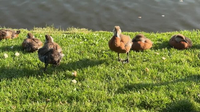 Mother Ruddy shelduck with her small ducklings on lake in the summer. Ducklings learn to swim and dive to get food from the bottom of the pond.