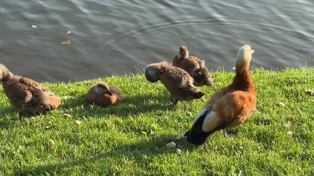 Mother Ruddy shelduck with her small ducklings on lake in the summer. Ducklings learn to swim and dive to get food from the bottom of the pond.
