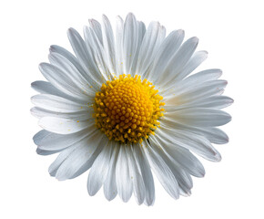 White flower with yellow center shown from above against white background