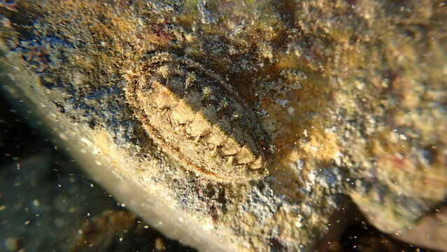 Velvety mail chiton or velvety mail shell (Acanthochitona fascicularis) undersea, Ligurian Sea, Italy, Imperia