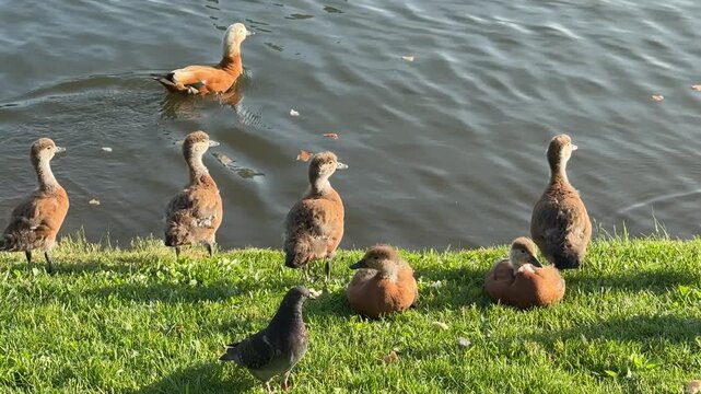Mother Ruddy shelduck with her small ducklings on lake in the summer. Ducklings learn to swim and dive to get food from the bottom of the pond.