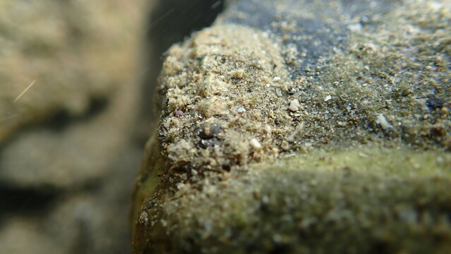 Velvety mail chiton or velvety mail shell (Acanthochitona fascicularis) undersea, Ligurian Sea, Italy, Imperia