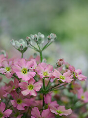 優しい小花のプリムラ