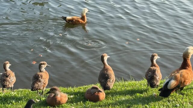 Mother Ruddy shelduck with her small ducklings on lake in the summer. Ducklings learn to swim and dive to get food from the bottom of the pond.
