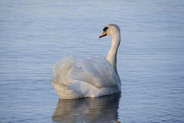 Obraz premium Schwan mit aufgestellten Flügeln im Wasser, Ansicht seitlich von hinten