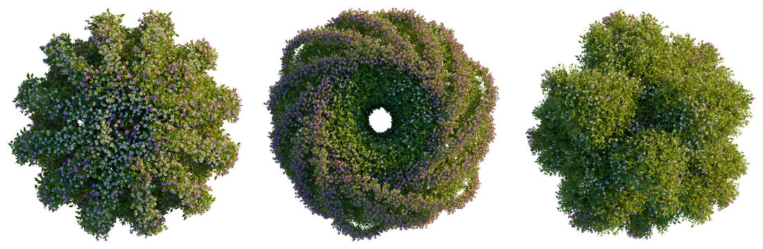 Cuphea hookeriana tree plan, top view, cutout, transparent background, isolate, Magnolia Tree Branch with Pink Flowers on a Lush Green Background, Spring Blossom