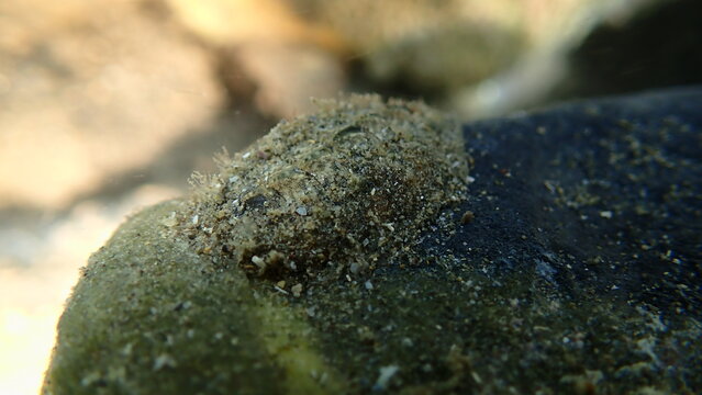 Velvety mail chiton or velvety mail shell (Acanthochitona fascicularis) undersea, Ligurian Sea, Italy, Imperia