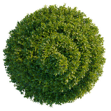 Ficus concinna tree plan, top view, cutout, transparent background, isolate, Realistic Green Fern Branch with Detailed Leaves - Natural Botanical Element for Design