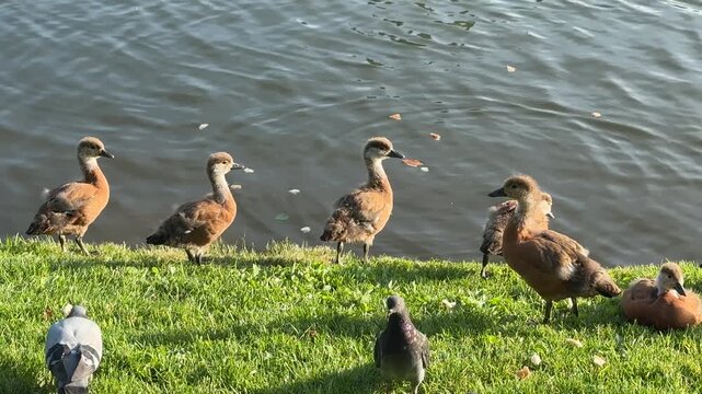 Mother and father Ruddy shelduck with her small ducklings on lake in the summer. It is a waterfowl of the duck family, similar to the common one. The bird has orange-brown plumage and a lighter head.