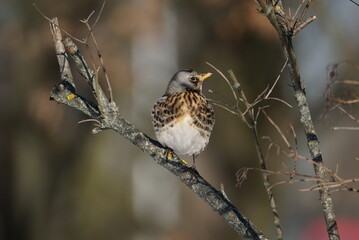 Fieldfare © ukasz
