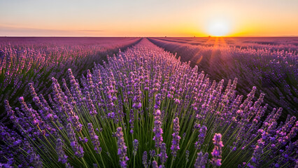 Fototapeta premium A serene lavender field at sunrise, with rows of purple flowers stretching towards the horizon, captured from a low vantage point.
