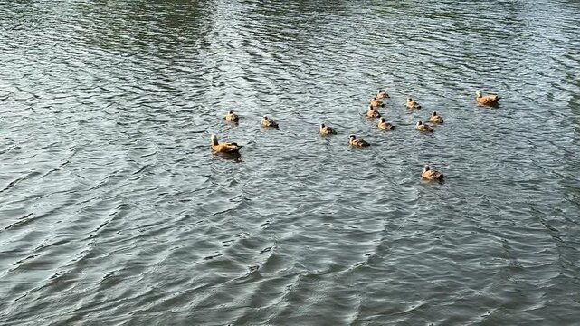 Small Ruddy shelduck ducklings on lake in the summer. It is a waterfowl of the duck family, similar to the common one. Ducklings learn to swim and dive to get food from the bottom of the pond.