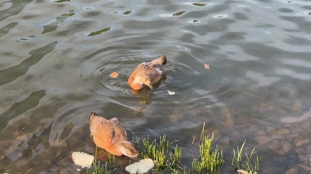 Small Ruddy shelduck ducklings on lake in the summer. It is a waterfowl of the duck family, similar to the common one. Ducklings learn to swim and dive to get food from the bottom of the pond.
