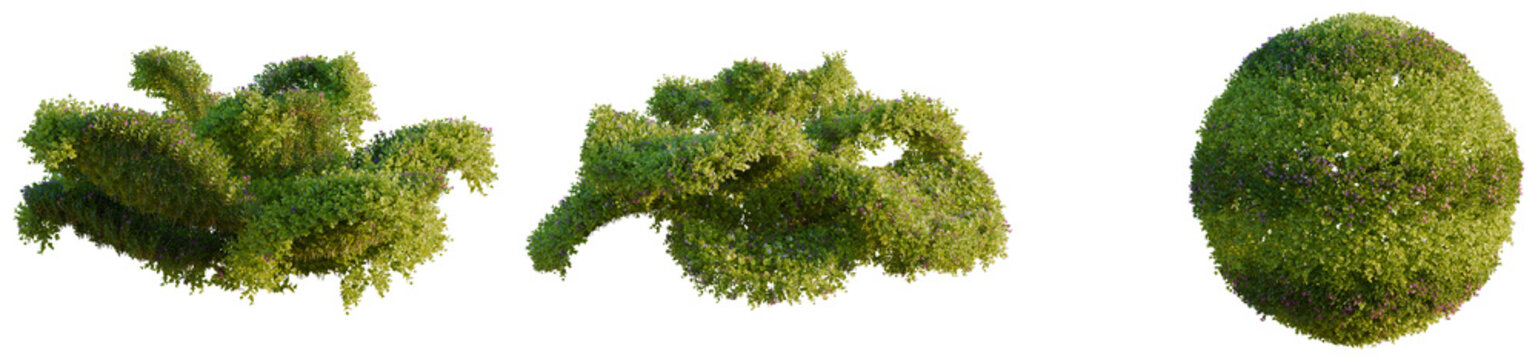 Bacopa diffusa tree, elevation, front view, cutout, transparent background, isolate, Green leaves background, close-up of foliage, texture, botanical pattern, nature