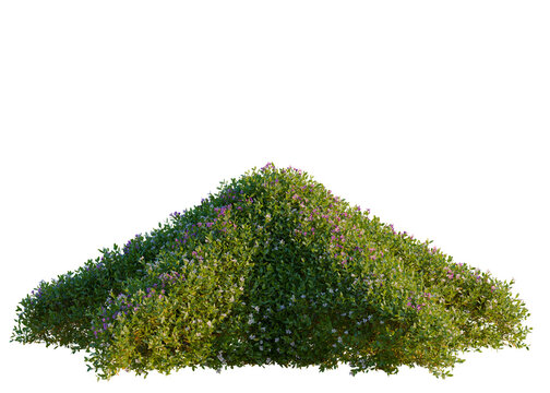 Cuphea hookeriana tree, elevation, front view, cutout, transparent background, isolate, Detailed Greenery and Foliage Pattern, High-Resolution, Lush Texture, Nature Background