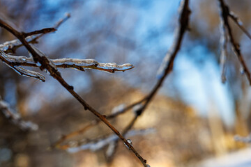 Tree branches covered in a thick layer of transparent ice after freezing rain against a clear blue sky and sunny winter forest