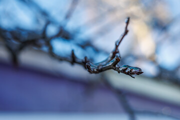 Tree branches covered in a thick layer of transparent ice after freezing rain against a clear blue sky and sunny winter forest