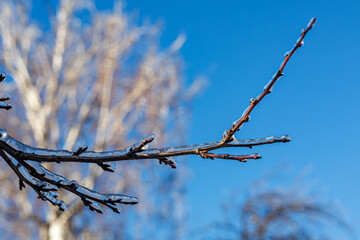 Tree branches covered in a thick layer of transparent ice after freezing rain against a clear blue sky and sunny winter forest