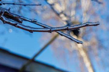 Tree branches covered in a thick layer of transparent ice after freezing rain against a clear blue sky and sunny winter forest