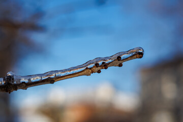 Tree branches covered in a thick layer of transparent ice after freezing rain against a clear blue sky and sunny winter forest