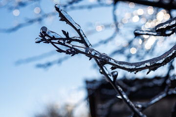 Tree branches covered in a thick layer of transparent ice after freezing rain against a clear blue sky and sunny winter forest