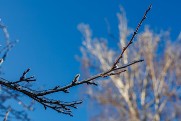 Tree branches covered in a thick layer of transparent ice after freezing rain against a clear blue sky and sunny winter forest