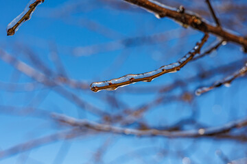 Tree branches covered in a thick layer of transparent ice after freezing rain against a clear blue sky and sunny winter forest