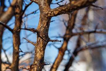 Tree branches covered in a thick layer of transparent ice after freezing rain against a clear blue sky and sunny winter forest