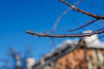 Tree branches covered in a thick layer of transparent ice after freezing rain against a clear blue sky and sunny winter forest