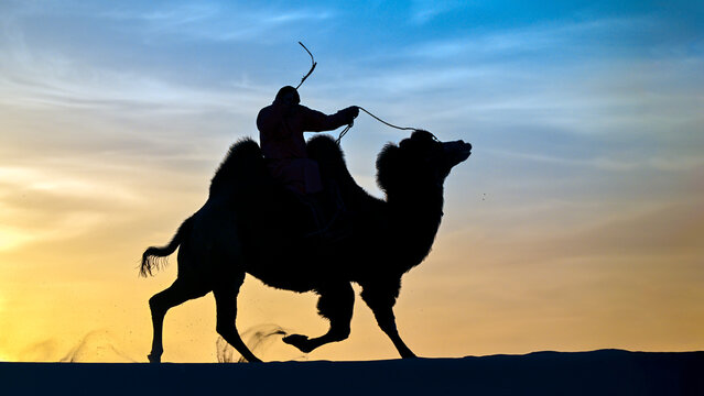 Nomadic man riding Bactrian camel at sunset in the Gobi Desert