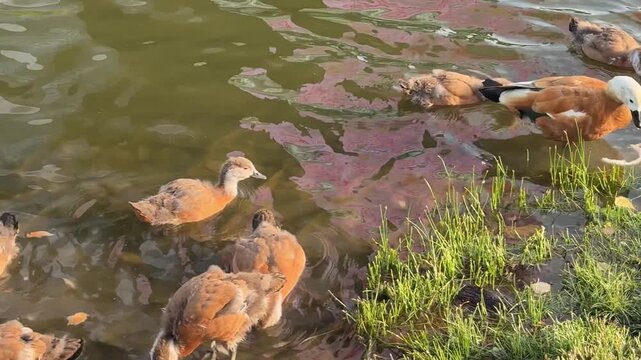 Small Ruddy shelduck ducklings on lake in the summer. It is a waterfowl of the duck family, similar to the common one. Ducklings learn to swim and dive to get food from the bottom of the pond.