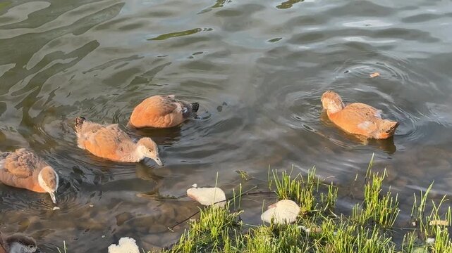 Small Ruddy shelduck ducklings on lake in the summer. It is a waterfowl of the duck family, similar to the common one. Ducklings learn to swim and dive to get food from the bottom of the pond.