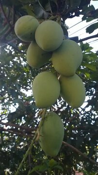 Unripe Green Mangoes Hanging on Tree Branch in Tropical Garden, Fresh Raw Mango Fruit Growth, Full HD