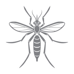 Obraz premium mosquito