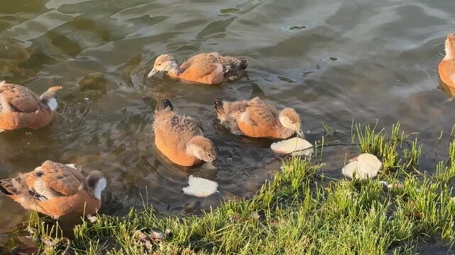 Small Ruddy shelduck ducklings on lake in the summer. It is a waterfowl of the duck family, similar to the common one. Ducklings learn to swim and dive to get food from the bottom of the pond.