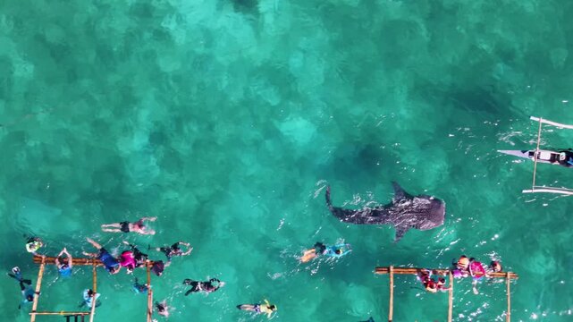 Aerial view of a whale shark swimming near boats in the turquoise waters, a spectacle of nature and human interaction, Oslob, Central Visayas, Philippines.
