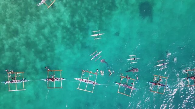 Aerial view of several boats with tourists swimming alongside a whale shark in the turquoise waters, Oslob, Central Visayas, Philippines.