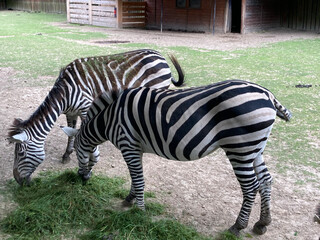 A group of zebras grazing in a zoo enclosure under the shade of trees on a sunny day. © Jakub